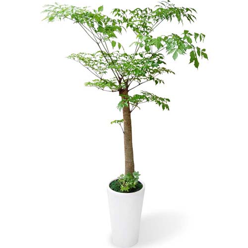 3호 해피트리 부귀수 행운나무 /  3호 부자되세요 개업화분 병원 개원 화분 개업화분추천 식당개업 사무실 개업식 학원 화분배달 : 밀알플라워