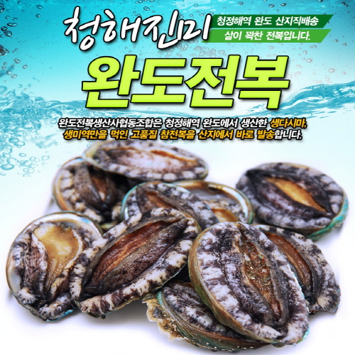 (산지직송)완도 참전복 1kg(50-60미)라면 꼬마전복 : 완도전복생산자협동조합