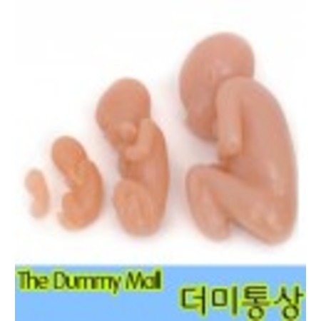 태아발달4단계 (79867) : 의료기상사