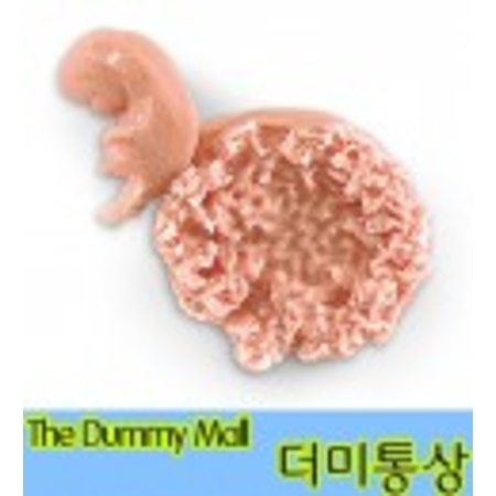 7-8주 태아모형 (LF00707) : 의료기상사