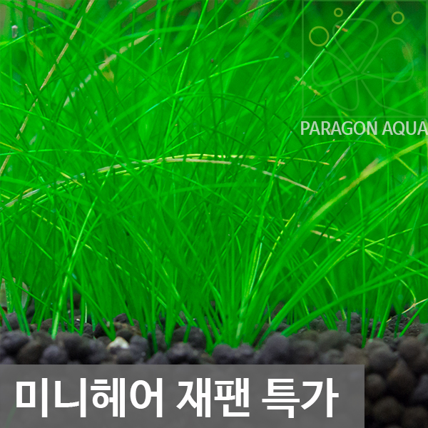 미니헤어 재팬 1단 : 파라곤아쿠아
