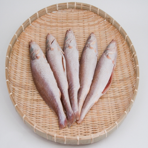 [죽도시장] 민어조기 40Cm-45Cm / 1마리 (반건조 생선) : 죽도시장