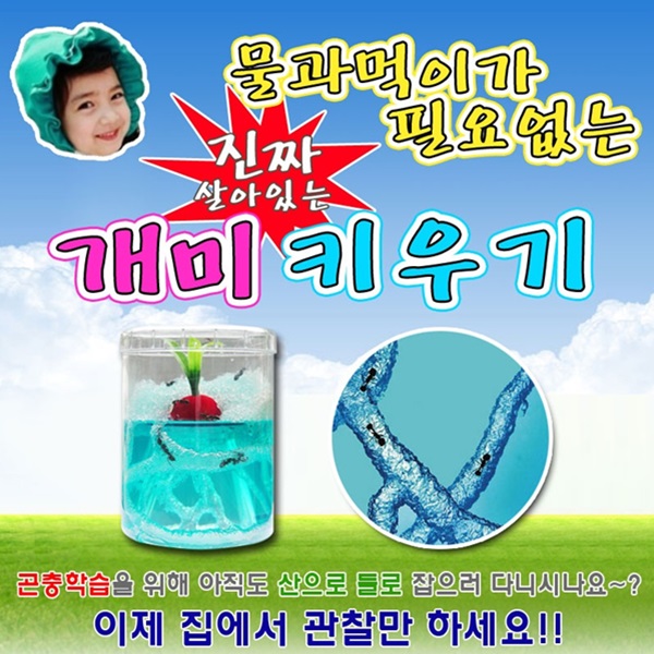 (살아있는 개미+개미집)-앤트빌 /곤충 /개미키우기 세트/사육장/관찰 : 관찰스쿨