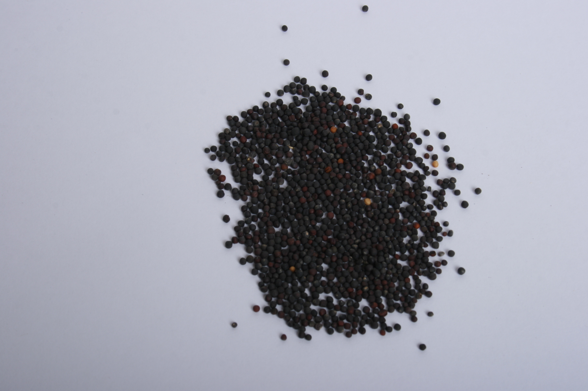 유채씨앗 길러먹는 새싹씨앗 50g,200g : 맑은물이야기