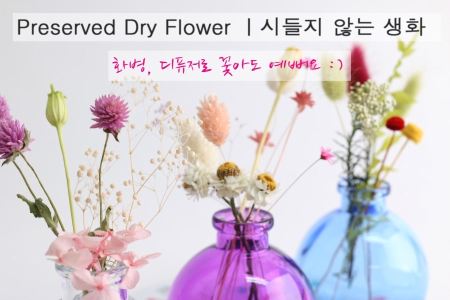 [다나린] 안개꽃다발 / 프리져브드, 프리저브드플라워, 드라이플라워. 시들지않는꽃 : 다나린