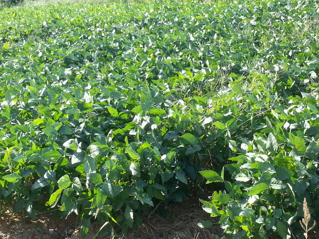 <b><p>Korean bs Whole Grinded Luxury front 310gx4</p></b><b><p>Korean豆を まるごと おろしした 名品前頭部 310gx4某 生食用 ダイエット</p></b><br /><br /><p align='center'>