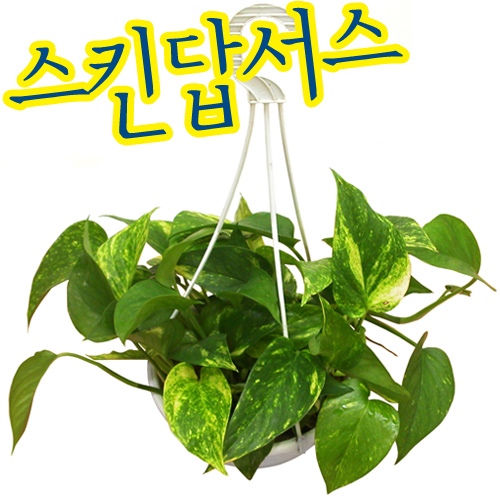 파란마을/스킨답서스나무/스킨답서스화분/공기정화식물/일산화탄소제거/실내조경/원예자재/실내화분 : 꽃집남자