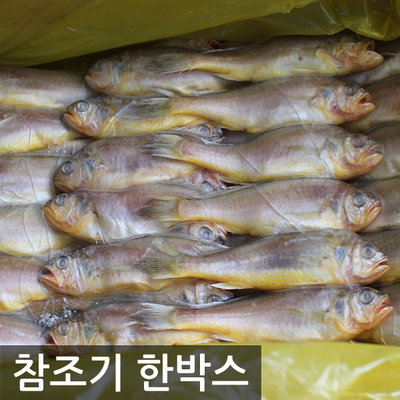 [노량진수산시장] 참조기(4KG)(70마리)-1박스/특급배송/조기/부서/굴비/참조기 : 삼성수산