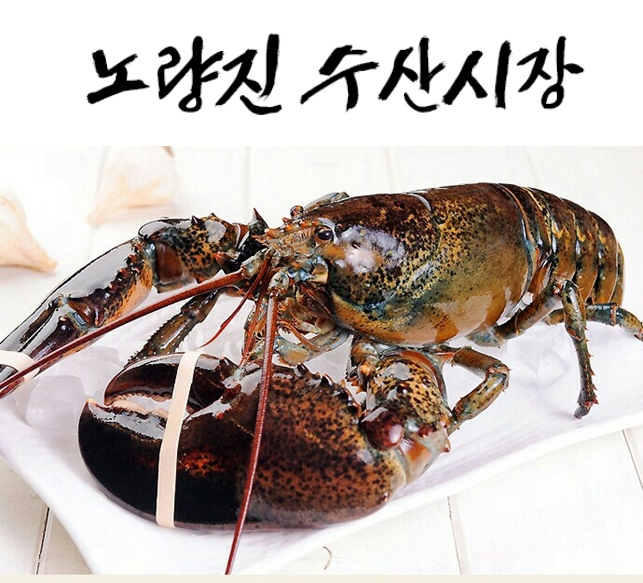 활 랍스타/바닷가재 3kg(캐나다산)/특급배송/노량진수산시장 : 삼성수산