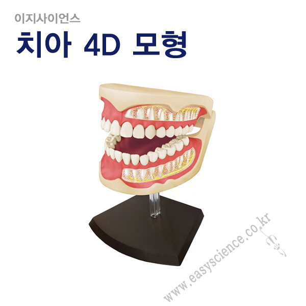 4D인체해부모형시리즈/4D퍼즐/고급입체퍼즐/인체모형/인체신비/4D HUNAN/인체구조/과학실험/영재교육/해부모형/스팀교육 : 일산인테크