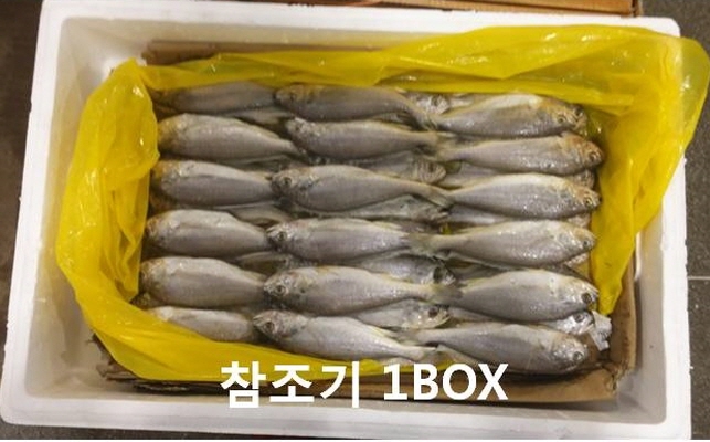 [노량진수산시장] 참조기(4KG)(40마리)-1박스/특급배송/조기/부서/굴비/참조기 : 삼성수산