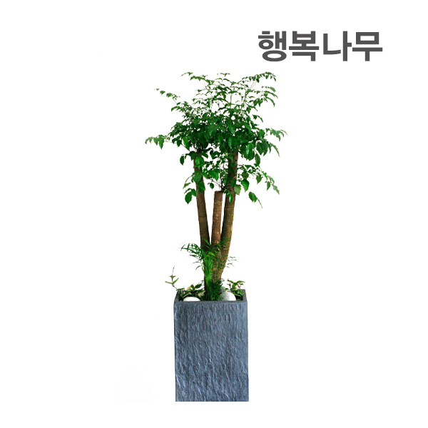 [뷰티플라워] 행복나무 (시멘트) 관엽화분 : 뷰티플라워