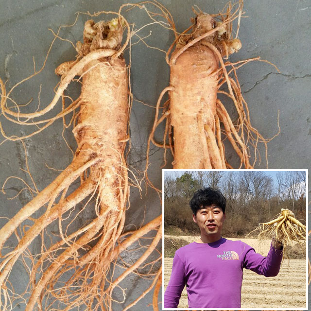 금산수삼시장 오쿠홍삼용 인삼 세척파삼 300g : 금산수삼시장