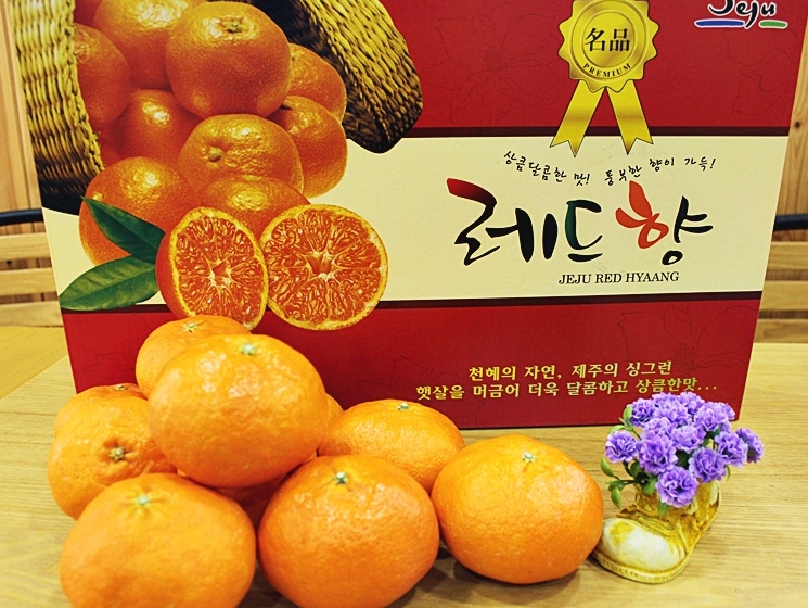 레드향5KG,보목웰빙농장레드향 : 제주 보목웰빙농장