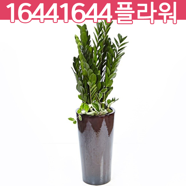 금전수(돈대박)-개업창립 : 16441644꽃배달