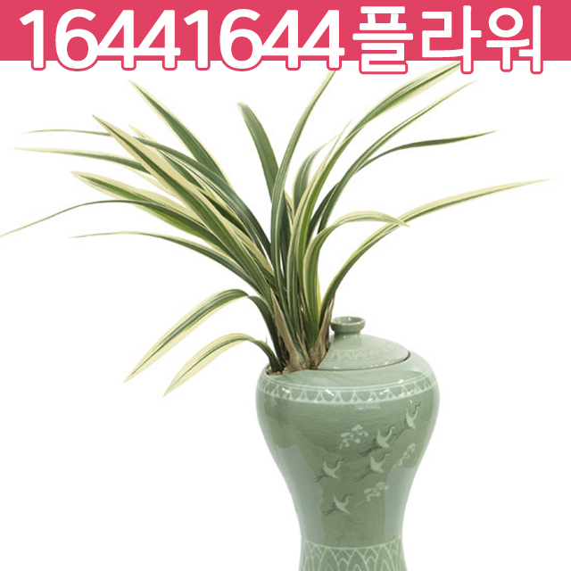 동양란_황금일향 : 16441644꽃배달