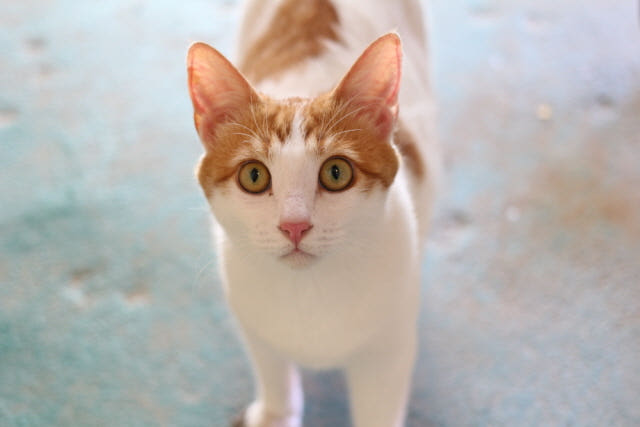 Soy Candle Gift Set 90ml 2 ku 3 kc Certified Aroma