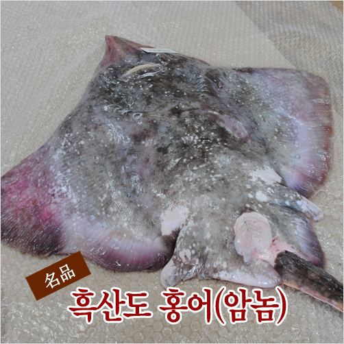 흑산도홍어 암놈 7kg 이상/(한마리)흑산도 현지 발송 : 초록사랑