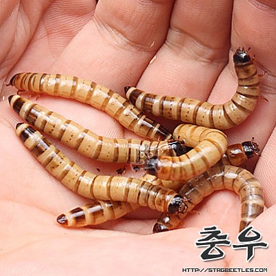 슈퍼밀웜 20마리 : 충우곤충박물관