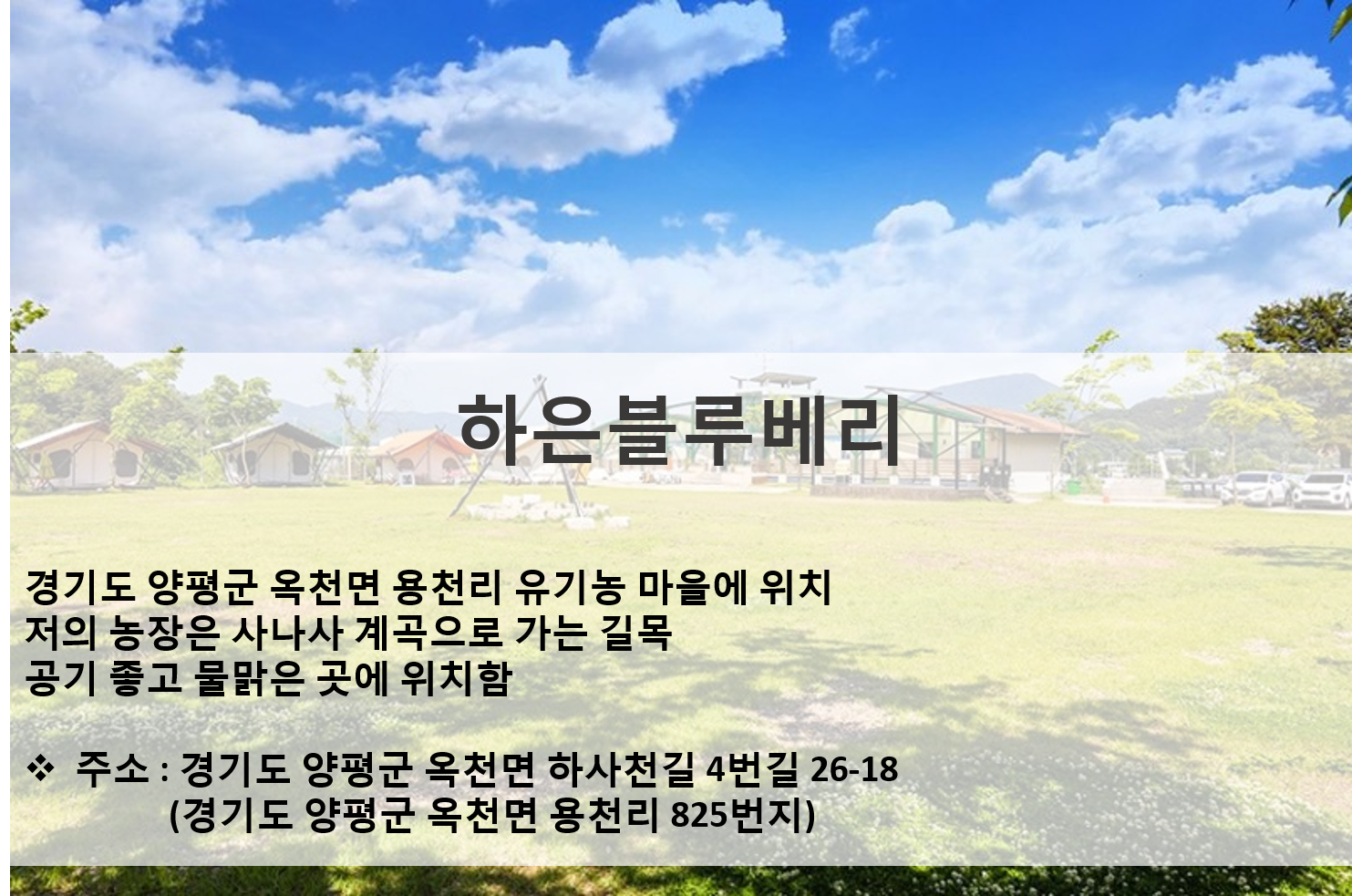 국내산 유기농 블루베리 생과 특상품 / 1kg(1~2kg이내 구입시) : 하은블루베리농장
