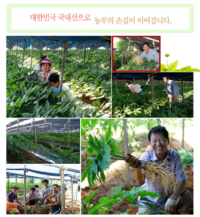 Korea Ginseng Ginseng Red Ginseng Extract Concentr