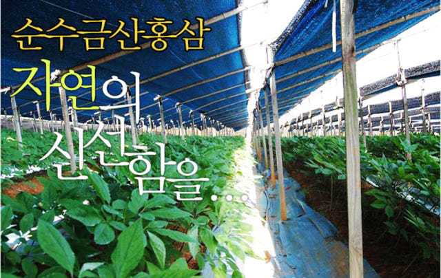 Korea Ginseng Ginseng Red Ginseng Extract Concentr