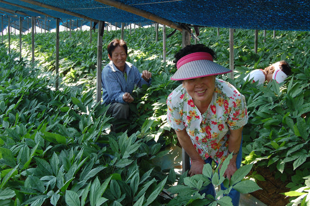 Korea Ginseng Ginseng Red Ginseng Extract Concentr