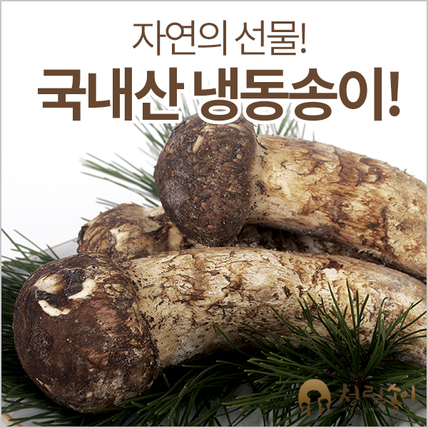자연산 송이버섯/(국내산/냉동) : 청림송이