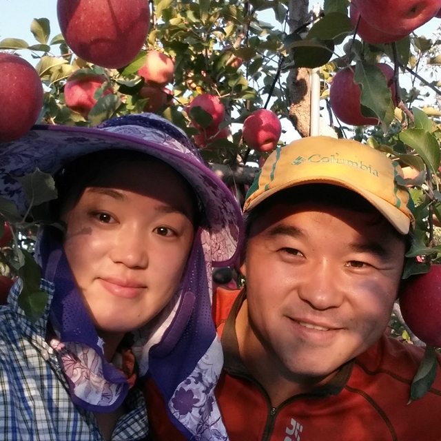 경북 의성 춘산사과 부사 크기혼합 10키로 (흠집 못난이사과 비품 열과) : 춘산 삼남매농원