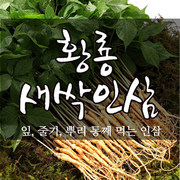 새싹삼 200뿌리 청년농부의 정직하고 건강한 황룡새싹인삼 : 황룡새싹인삼
