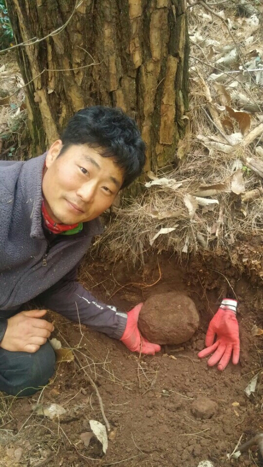 야생 자연산 백복령 가격 먹는법 한근가격 가루 갱년기 시아버지생신선물 친정엄마 : 범왕골상회