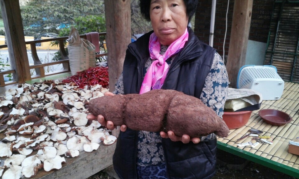 야생 자연산 백복령 가격 먹는법 한근가격 가루 갱년기 시아버지생신선물 친정엄마 : 범왕골상회