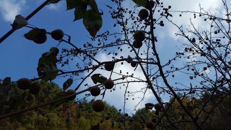 지리산 자연산 산돌배 야생돌배  250g : 범왕골상회