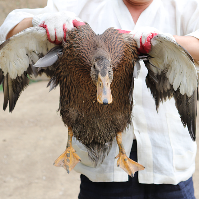 토종오리 오리탕 밀키트 보양식 4인분 조리완료 효도선물 택배 : 농장직영 청둥이 청둥오리