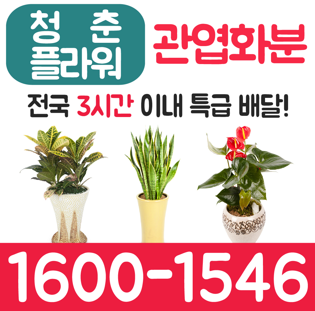 전국방방곡곡 배송) 개업화분 축하화분 사무실이전 이전축하화분 공기정화식물 가게식당개업 출산축하선물 서울 울산 대구 부산 광주 광명 여수... 