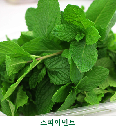 스피아민트 모히토용 허브농장 50g 100g : 허브콜라보