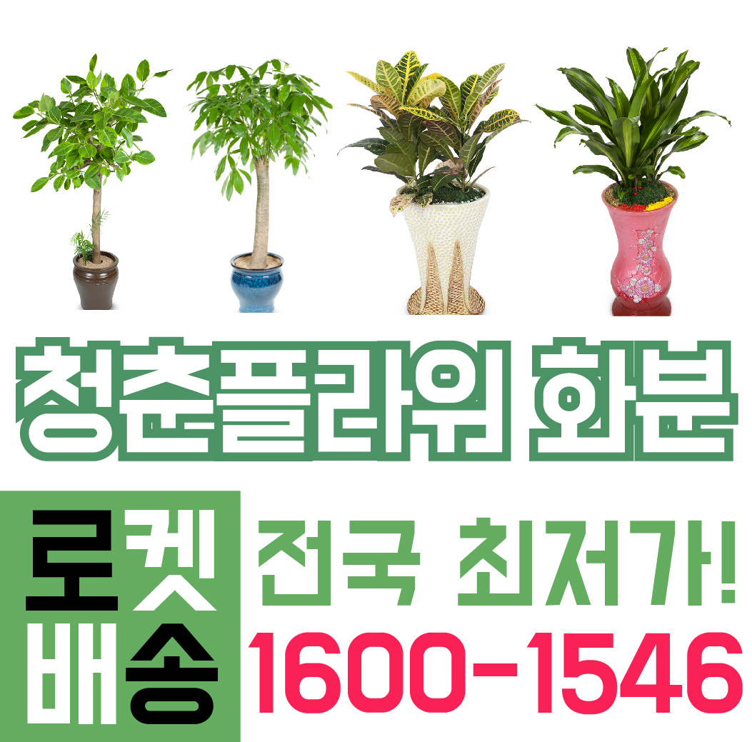 뱅갈고무나무 개업화분 축하화분 : 청춘플라워