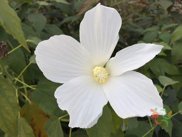 부용꽃씨앗 30립(일반종) : 천냥씨앗