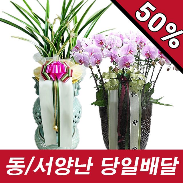 1588-8054 함평동양란 서양란 난 개업 축하 승진 영전 취임 철골소심 만천홍 당일3시간배송 : 전국당일꽃배달 련플라워