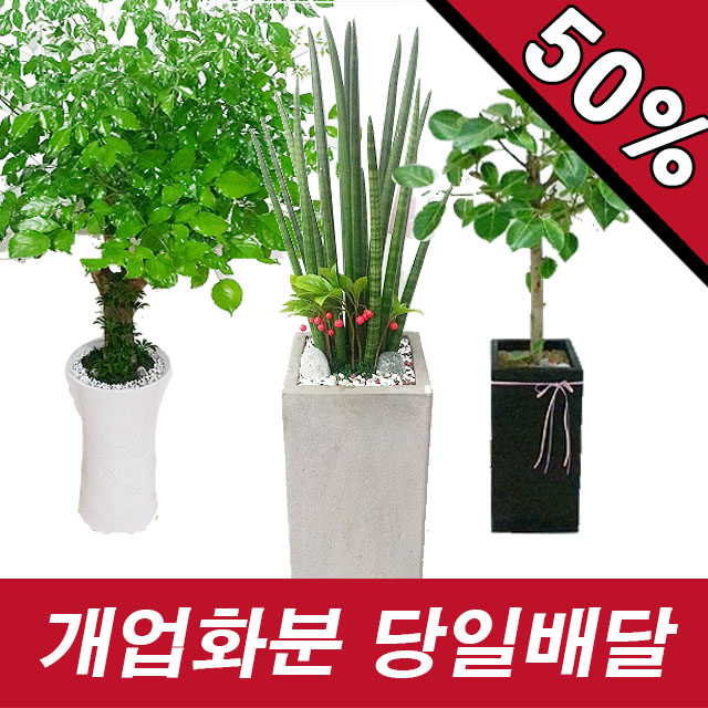 ryun 장성군개업화분 관엽 오픈 가게 사무실 공기정화식물 당일배달 카톡:flower8054 : 전국당일꽃배달 련플라워