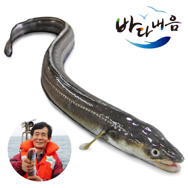 국산 최상급 갓 잡은 통통 민물장어 750G / 손질 후 생장어 순살 중량 500G / 바다내음 장어 : 경남통영 임광택