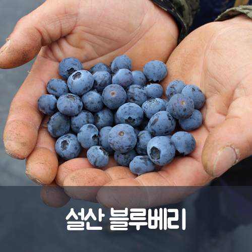 순창 냉동블루베리 2kg : 설산소리
