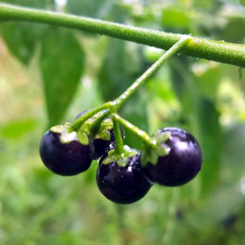재래종 까마중씨앗 20립 : 천냥씨앗