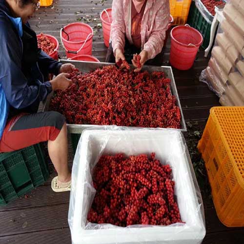 생오미자5kg 세척냉동품 2024년산 : 백호농원