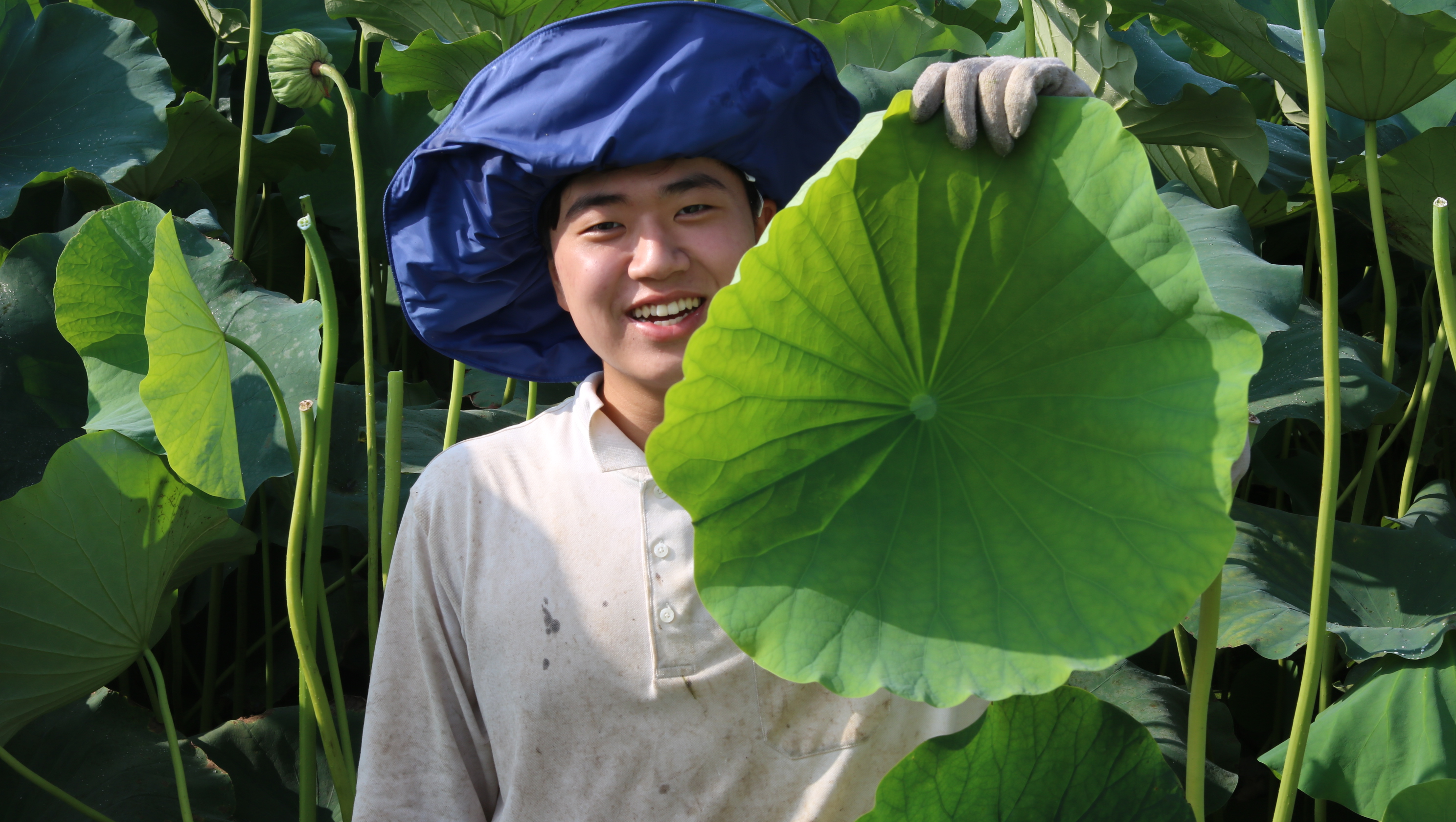 연잎차 50g : 내만갯벌 연근농장