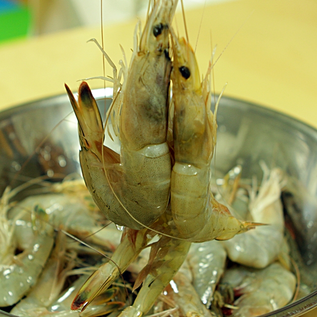 남당항 자연산대하 500g  국산  안면도 자연산대하 : 소문난수산