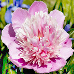 Message Soji Candle Fly Day Day Gift Dry Flower Pr