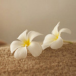 Message Soji Candle Fly Day Day Gift Dry Flower Pr