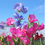 Message Soji Candle Fly Day Day Gift Dry Flower Pr