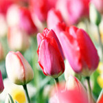 Message Soji Candle Fly Day Day Gift Dry Flower Pr